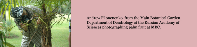 Andrew Filonenenko  from the Main Botanical Garden Department of Dendrology at the Russian Academy of Sciences photographing palm fruit at MBC. 