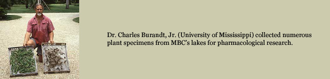 Dr. Charles Burandt, Jr. (University of Mississippi) collected numerous plant specimens from MBC’s lakes for pharmacological research.