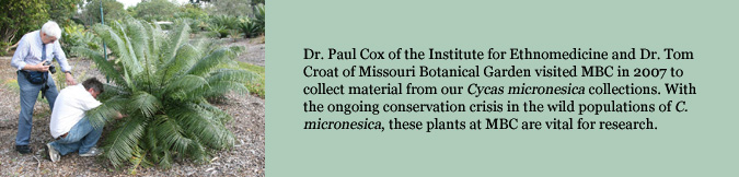 Dr. Paul Cox of the Institute for Ethnomedicine and Dr. Tom Croat of Missouri Botanical Garden visited MBC in 2007 to collect material from our Cycas micronesica collections. With the ongoing conservation crisis in the wild populations of C. micronesica, these plants at MBC are vital for research.