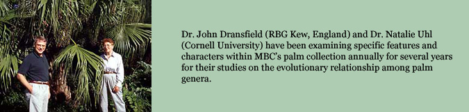 Dr. John Dransfield (RBG Kew, England) and Dr. Natalie Uhl (Cornell University) have been examining specific features and characters within MBC’s palm collection annually for several years for their studies on the evolutionary relationship among palm genera.