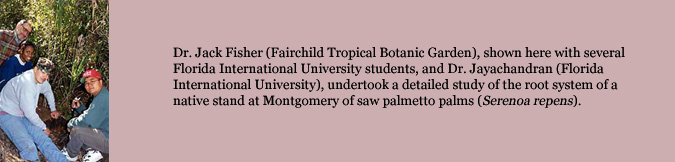 Dr. Jack Fisher (Fairchild Tropical Botanic Garden), shown here with several Florida International University students, and Dr. Jayachandran (Florida International University), undertook a detailed study of the root system of a native stand at Montgomery of saw palmetto palms (Serenoa repens).