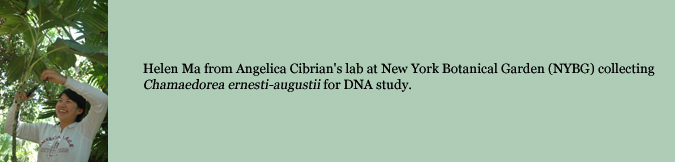 Helen Ma from Angelica Cibrian's lab at New York Botanical Garden (NYBG) collecting Chamaedorea ernesti-augustii for DNA study.