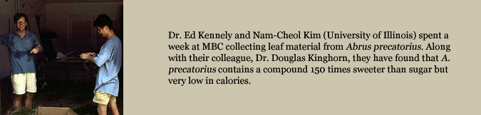 Dr. Ed Kennely and Nam-Cheol Kim (University of Illinois) spent a week at MBC collecting leaf material from Abrus precatorius. Along with their colleague, Dr. Douglas Kinghorn, they have found that A. precatorius contains a compound 150 times sweeter than sugar but very low in calories.