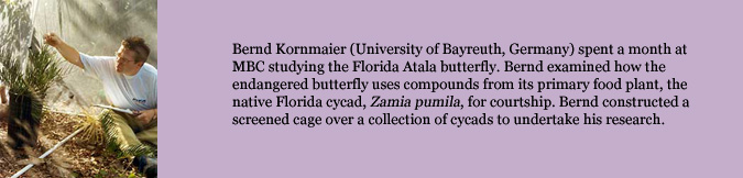 Bernd Kornmaier (University of Bayreuth, Germany) spent a month at MBC studying the Florida Atala butterfly. Bernd examined how the endangered butterfly uses compounds from its primary food plant, the native Florida cycad, Zamia pumila, for courtship. Bernd constructed a screened cage over a collection of cycads to undertake his research.