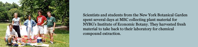 Scientists and students from the New York Botanical Garden spent several days at MBC collecting plant material for NYBG’s Institute of Economic Botany. They harvested fresh material to take back to their laboratory for chemical compound extraction.
