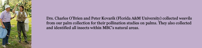Drs. Charles O’Brien and Peter Kovarik (Florida A&M University) collected weevils from our palm collection for their pollination studies on palms. They also collected and identified all insects within MBC’s natural areas.