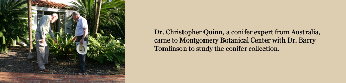 Dr. Christopher Quinn, a conifer expert from Australia, came to Montgomery Botanical Center with Dr. Barry Tomlinson to study the conifer collection.