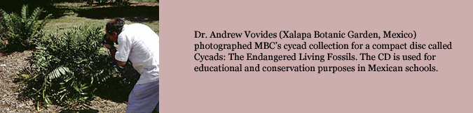 Dr. Andrew Vovides (Xalapa Botanic Garden, Mexico) photographed MBC’s cycad collection for a compact disc called   Cycads: The Endangered Living Fossils. The CD is used for educational and conservation purposes in Mexican schools.