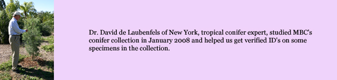 Dr. David de Laubenfels of New York, tropical conifer expert, studied MBC's conifer collection in January 2008 and helped us get verified ID's on some specimens in the collection.