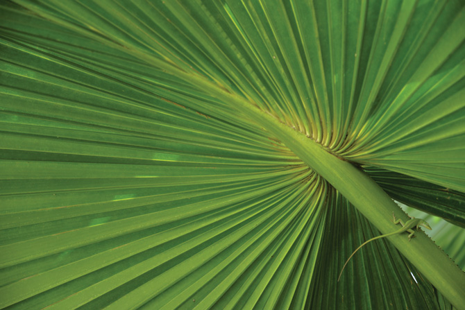 Corypha taliera leaf with green anole (Anolis carolinensis).