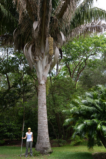 Photo of a woman standing next o a very very large palm tree