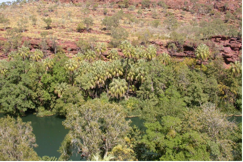 Photo of Palms in the North-Western Queensland