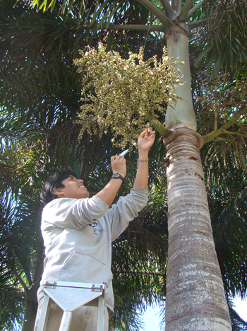 A photo of Carlos Martel taking a sampling of sugar from the flowering structure of a palm