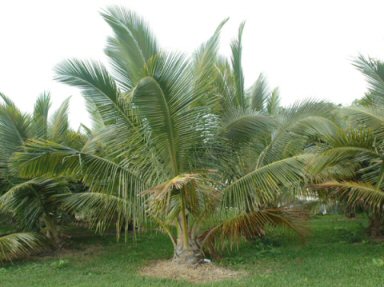 Fiji Dwarf Coconut