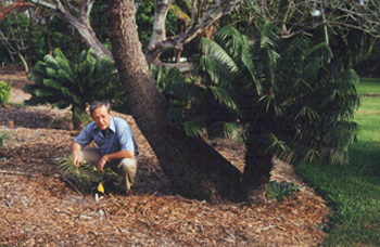 Photo of Dr. Dennis Stevenson with a cycad