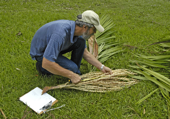 Photo of Dr. Larry Noblick inspecting the fruiting body of a palm
