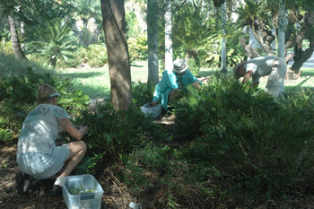 Photo of Drs. Lorena Ramírez-Restrepo, Sandy Koi, and Ian MacGregor-Fors collecting Eumaeus atala (or the Coontie Hairstreak Butterfly or ) in Zamia pumila (Coontie)