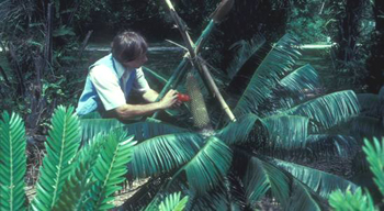 Photo of scientist attempting microcycas pollination by hand