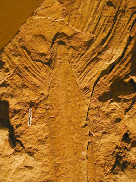 Sabal-like fossil leaf