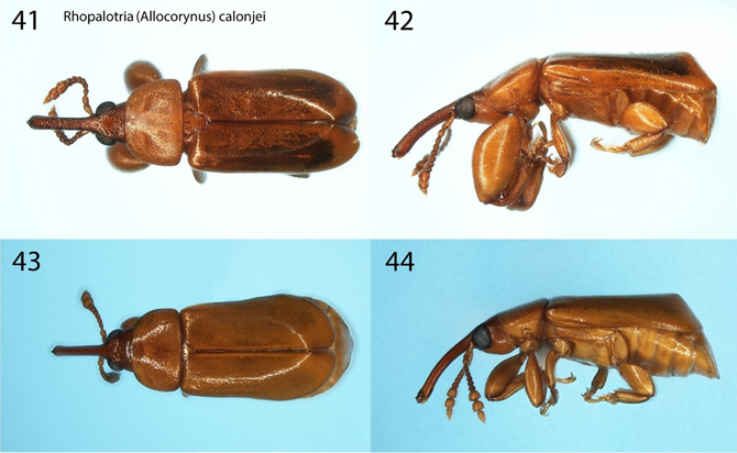 Photos of Rhopalotria (Allocorynus) calonjei