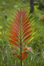Zamia pyrophylla