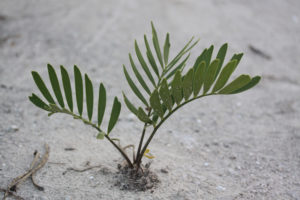 Photo of Zamia lucayana in its natural habitat