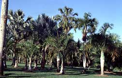 Palms in the Coconut Grove Palmetum