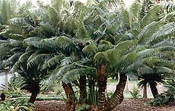 Cycas rumphii with a male cone growing at MBC