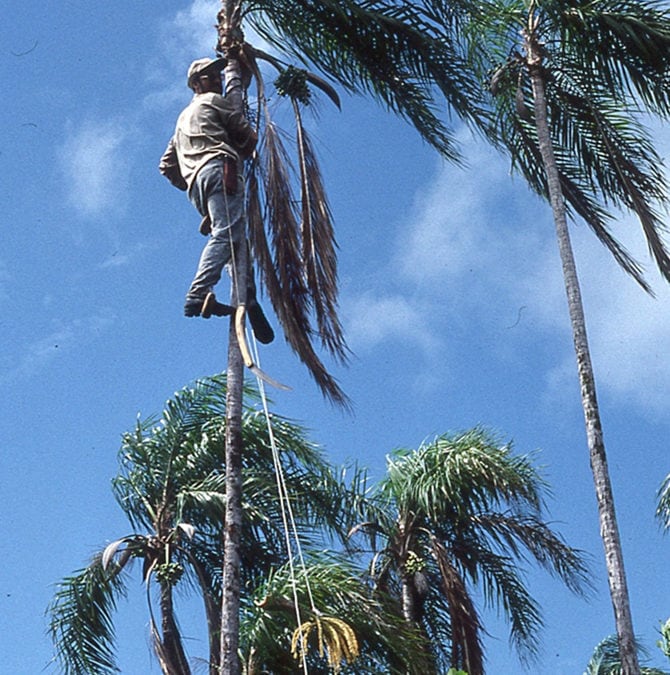A Monumental Work in Palm Diversity!  The Authoritative Treatment of Syagrus.
