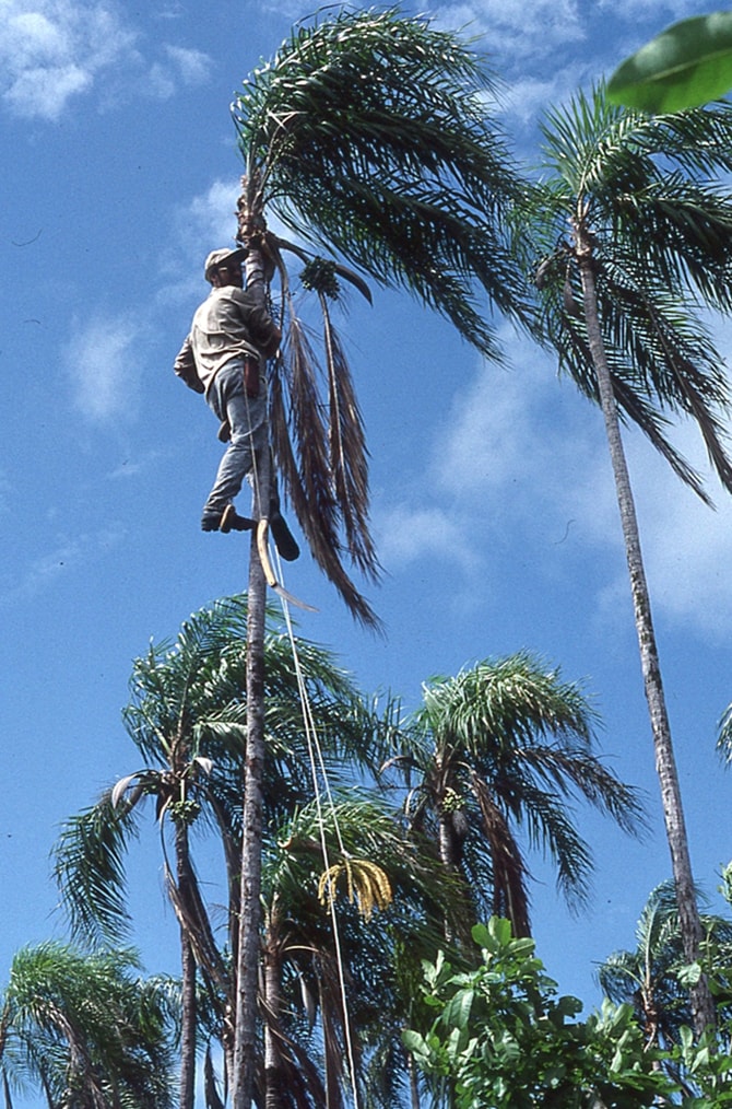 Photo of Dr. Larry Noblick climbing a Syagrus oleracea