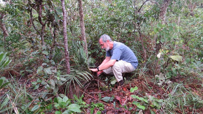 Montgomery Palm Expedition in Southern Brazil