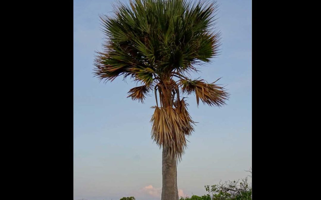 Montgomery Team Discovers New Palm Species