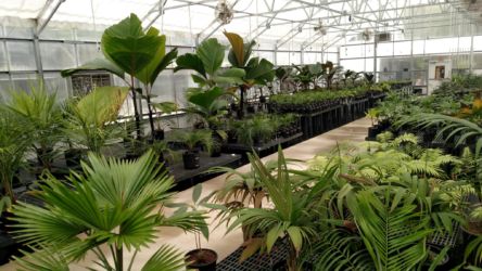 Palms and Cycads in the Loyd G. Kelly Conservation Nursery.