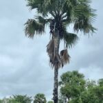 Côte d’Ivoire 2024 Côte d’Ivoire 2024