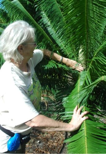 Judy was a foremost expert at artificial pollination, and her techniques produced countless cycad seeds for conservation, horticulture, and research needs. Here she is pictured with Microcycas calocoma.