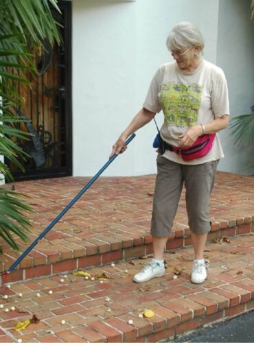 Judy is shown here collecting seeds of Zombia antillarum, one of the most requested palm species at Montgomery.